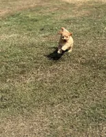 Jolene, a female Cavapoo for sale in Athens, AL – 3 of 10