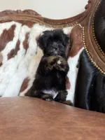 Sassy, a female Yorkipoo for sale in Athens, AL – 6 of 9