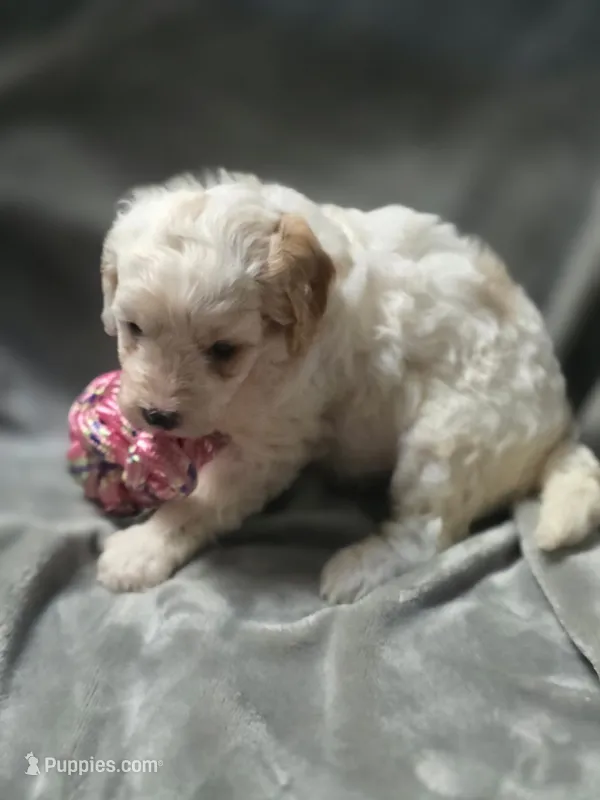 Callaway – Cavapoo puppy for sale in Athens, AL