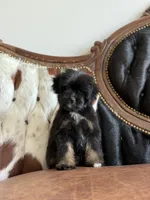 Sassy, a female Yorkipoo for sale in Athens, AL – 7 of 9