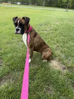 Ginger, a female Boxer for sale in Athens, AL – Photo 2 of 4