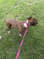 Ginger, a female Boxer for sale in Athens, AL – Photo 3 of 4