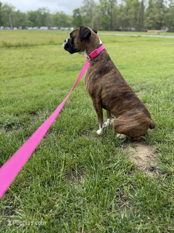 Ginger, a female Boxer for sale in Athens, AL – Photo 1 of 4