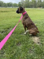 Ginger, a female Boxer for sale in Athens, AL – Photo 1 of 4