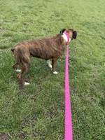 Ginger, a female Boxer for sale in Athens, AL – Photo 4 of 4