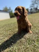 Tucker, a male Miniature Goldendoodle for sale in Athens, AL – 2 of 10