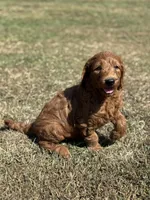 Tucker, a male Miniature Goldendoodle for sale in Athens, AL – 6 of 10