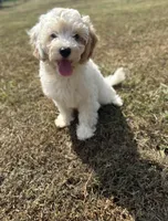 Jade, a female Cavapoo for sale in Athens, AL – 10 of 10