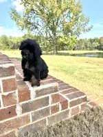 Sassy, a female Yorkipoo for sale in Athens, AL – 8 of 9