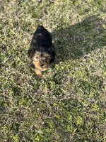 Becky, a female Yorkshire Terrier for sale in Athens, AL – Photo 8 of 8