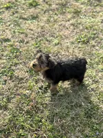 Becky, a female Yorkshire Terrier for sale in Athens, AL – Photo 3 of 8