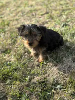 Becky, a female Yorkshire Terrier for sale in Athens, AL – Photo 2 of 8