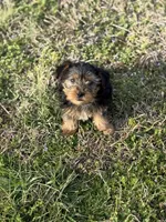 Becky, a female Yorkshire Terrier for sale in Athens, AL – Photo 7 of 8