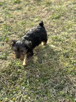 Becky, a female Yorkshire Terrier for sale in Athens, AL – Photo 6 of 8