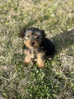 Becky, a female Yorkshire Terrier for sale in Athens, AL – Photo 1 of 8