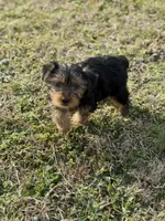 Becky, a female Yorkshire Terrier for sale in Athens, AL – Photo 4 of 8