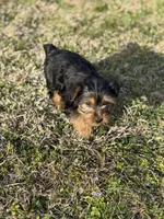 Becky, a female Yorkshire Terrier for sale in Athens, AL – Photo 5 of 8