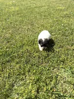 Lola, a female Poodle - Toy  for sale in Athens, AL – Photo 7 of 9