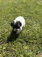 Lola, a female Poodle - Toy  for sale in Athens, AL – Photo 5 of 9