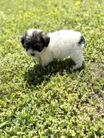 Lola, a female Poodle - Toy  for sale in Athens, AL – Photo 6 of 9