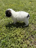 Lola, a female Poodle - Toy  for sale in Athens, AL – Photo 3 of 9