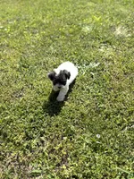 Lola, a female Poodle - Toy  for sale in Athens, AL – Photo 4 of 9