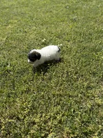 Lola, a female Poodle - Toy  for sale in Athens, AL – Photo 8 of 9