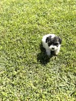 Lola, a female Poodle - Toy  for sale in Athens, AL – Photo 9 of 9