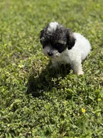 Lola, a female Poodle - Toy  for sale in Athens, AL – Photo 2 of 9