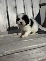 Patti, a female Poodle - Toy  for sale in Athens, AL – Photo 4 of 4