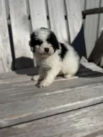 Patti, a female Poodle - Toy  for sale in Athens, AL – Photo 3 of 4