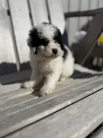 Patti, a female Poodle - Toy  for sale in Athens, AL – Photo 2 of 4