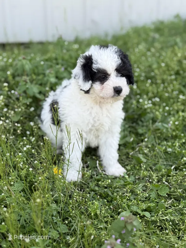 Patti – Poodle - Toy  puppy for sale in Athens, AL