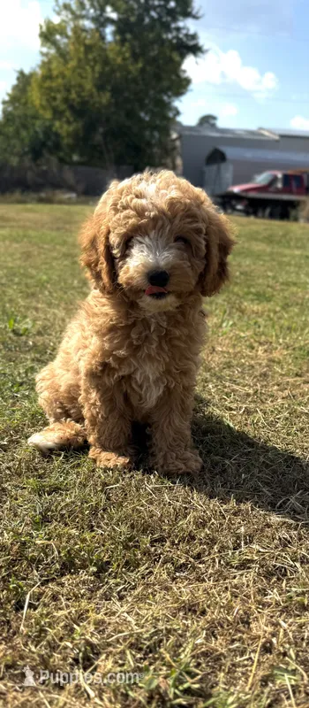Jordan – Cavapoo puppy for sale in Athens, AL