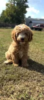 Jordan, a male Cavapoo for sale in Athens, AL – 1 of 10