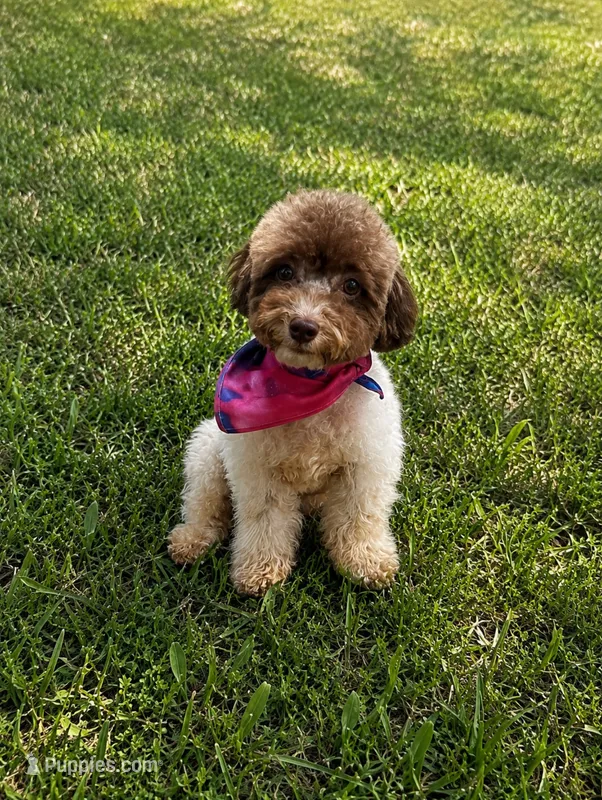 Ella – Poodle - Toy  puppy for sale in Athens, AL