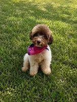 Ella, a female Poodle - Toy  for sale in Athens, AL – 1 of 5