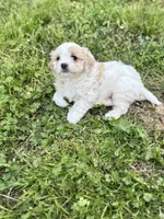 Kingston, a male Cavapoo for sale in Athens, AL – Photo 3 of 4