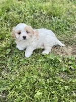 Kingston, a male Cavapoo for sale in Athens, AL – Photo 4 of 4