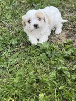 Kingston, a male Cavapoo for sale in Athens, AL – Photo 1 of 4