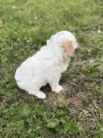 Kingston, a male Cavapoo for sale in Athens, AL – Photo 2 of 4