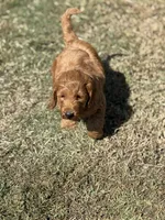 Kobe, a male Miniature Goldendoodle for sale in Athens, AL – 5 of 10