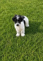 Lexie, a female Poodle - Toy  for sale in Athens, AL – 4 of 8