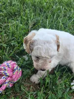 Hannah, a female Cavapoo for sale in Athens, AL – 3 of 3