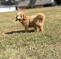Jordan, a male Cavapoo for sale in Athens, AL – 6 of 10