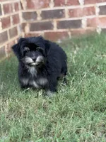 Darla, a female Yorkipoo for sale in Athens, AL – 9 of 10