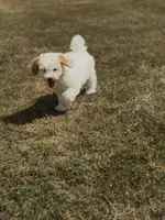 Joni, a female Cavapoo for sale in Athens, AL – 2 of 10