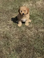 Jolene, a female Cavapoo for sale in Athens, AL – 6 of 10