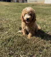 Jordan, a male Cavapoo for sale in Athens, AL – 10 of 10
