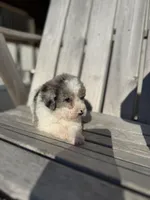 Pete, a male Poodle - Toy  for sale in Athens, AL – Photo 7 of 7